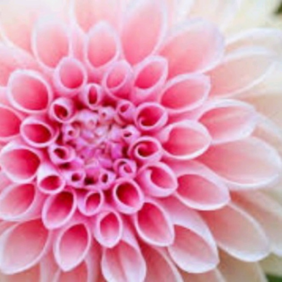 Meet your Posher, Jacquelyn - Picture 1 of 1